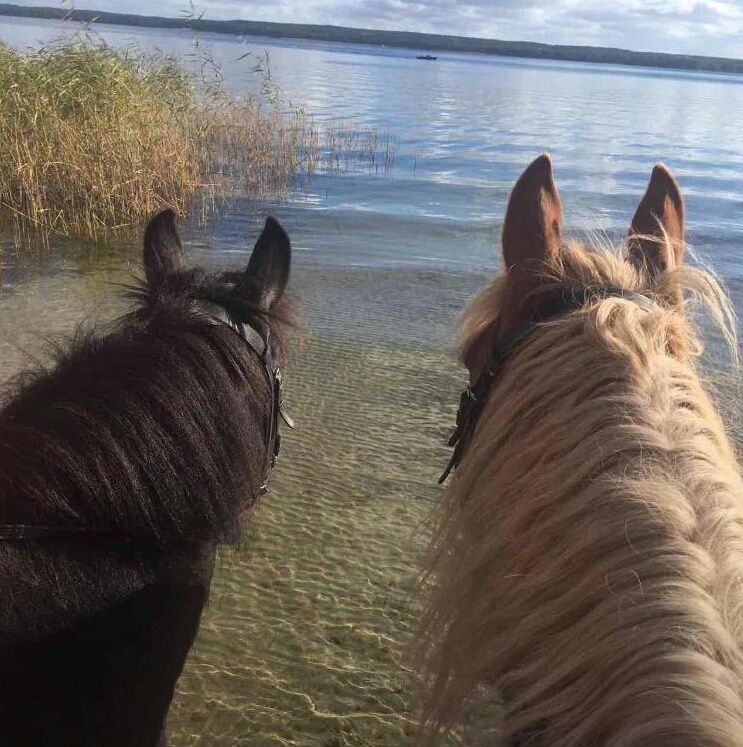 guided horseback ride