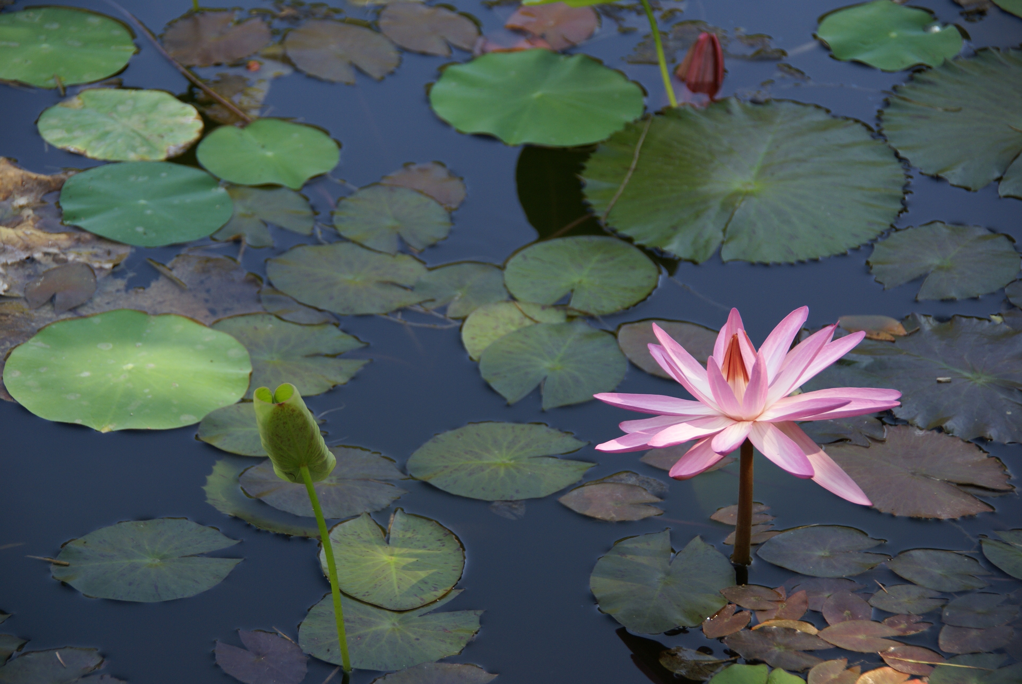 Garden party by the pond - fun, games & family action