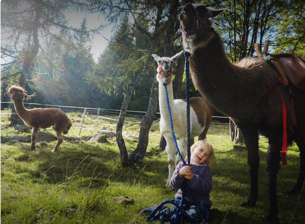 SATURDAY: Hiking with llamas