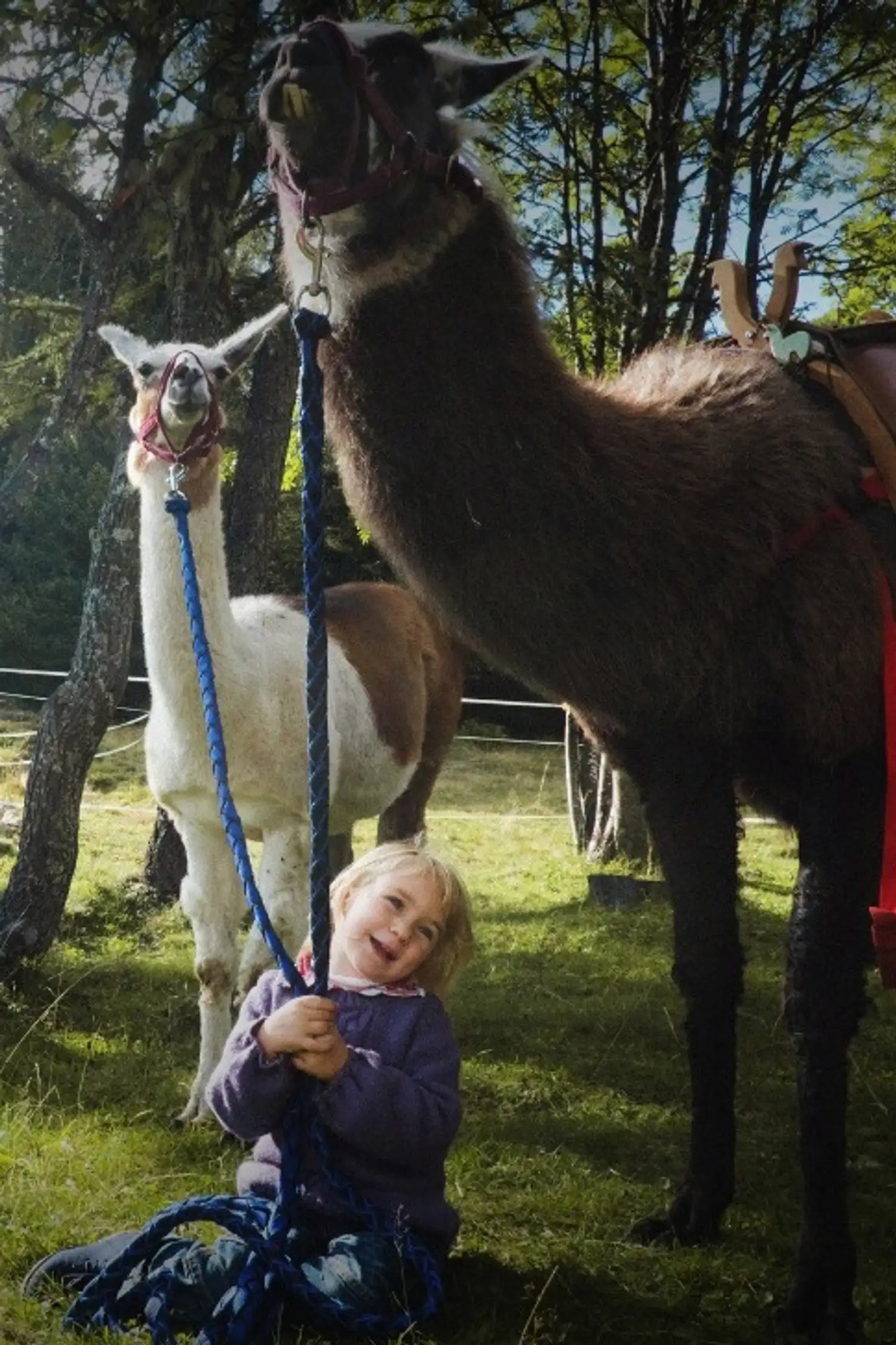 SAMSTAG: Trekking mit Lamas