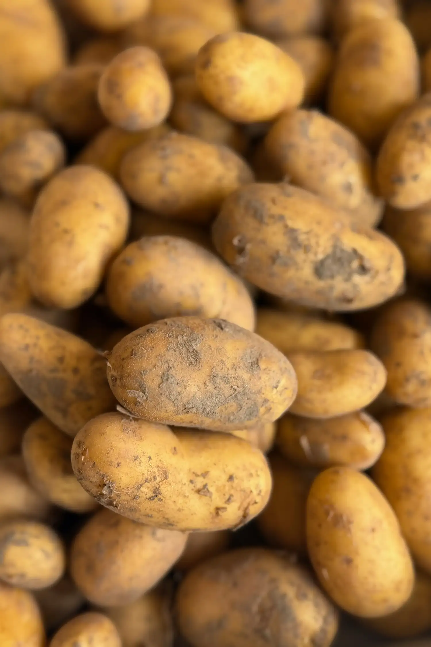 Kartoffelabend