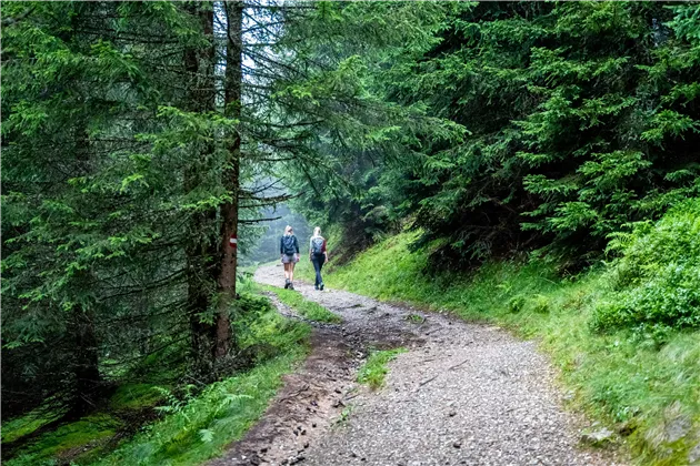 BERG-GESUND Forest Bathing - Shinrin Yoku