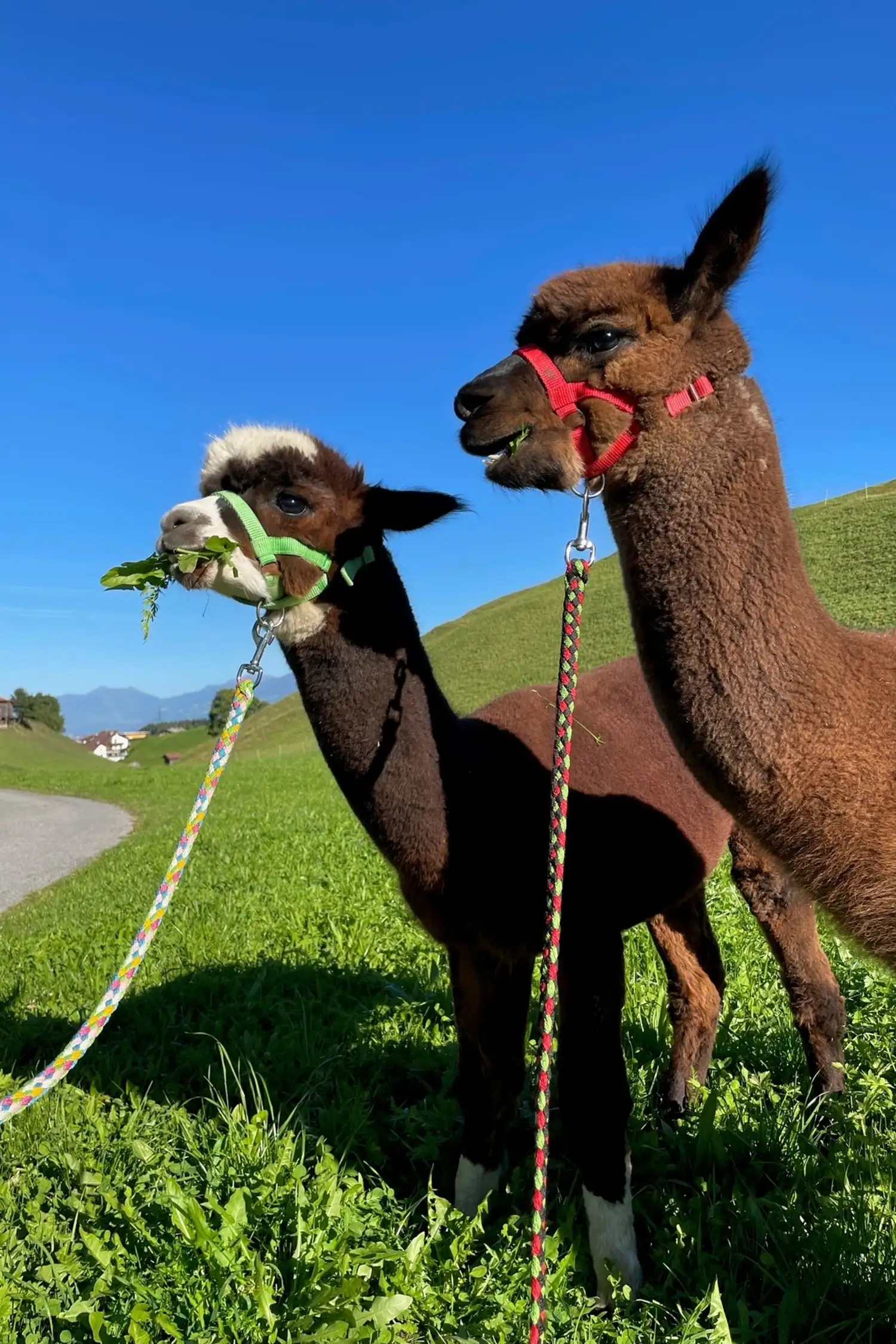 Mit Alpakas wandern in Oberperfuss