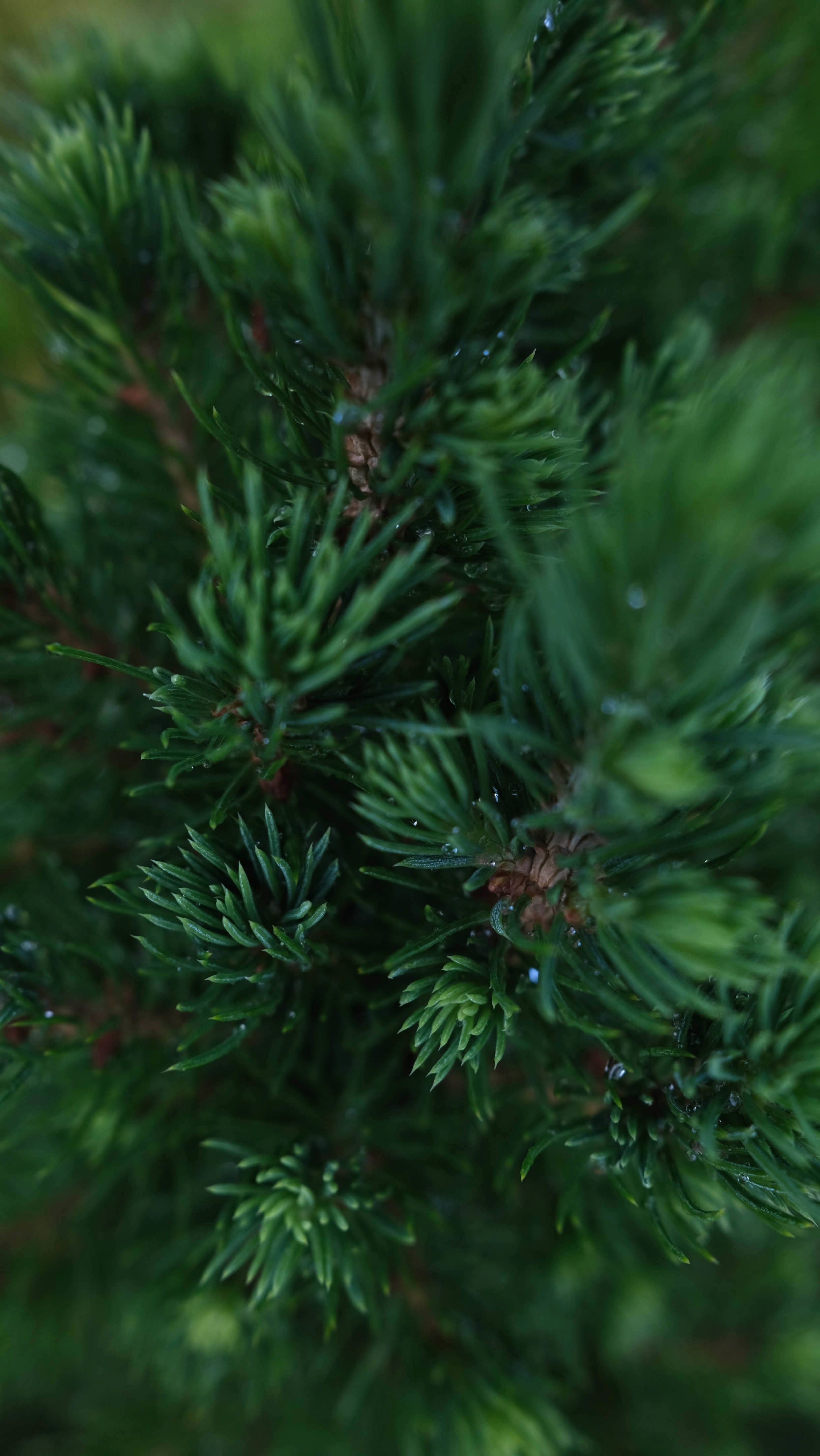 Swiss Stone Pine Massage