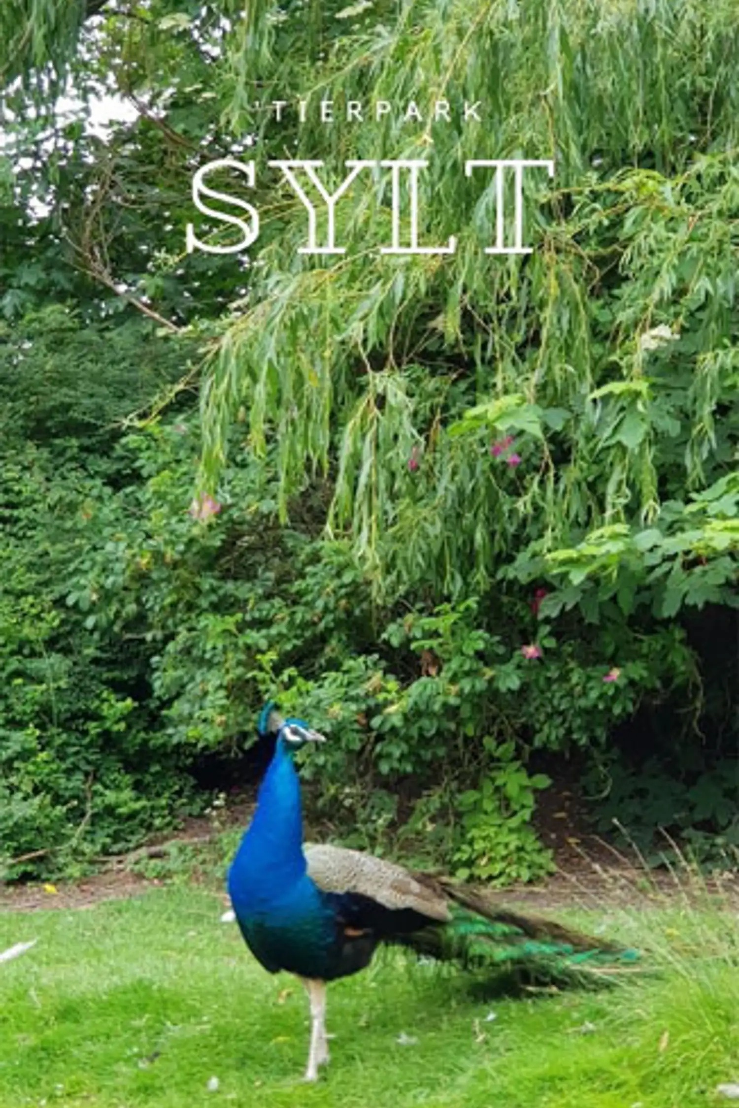 Sortie au parc animalier de Tinnum