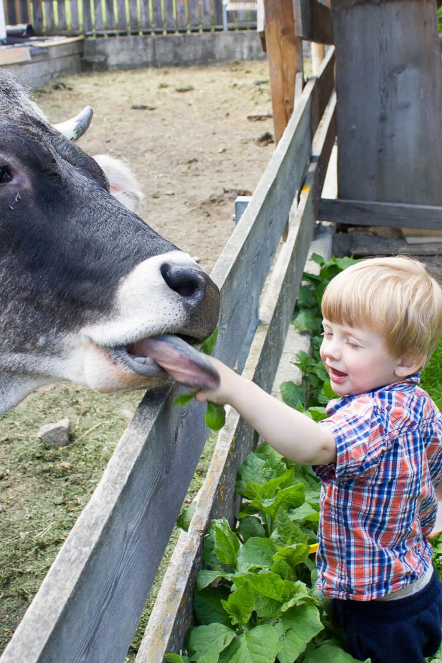 Bauernhof-Führung für Kinder und Familien in Mutters