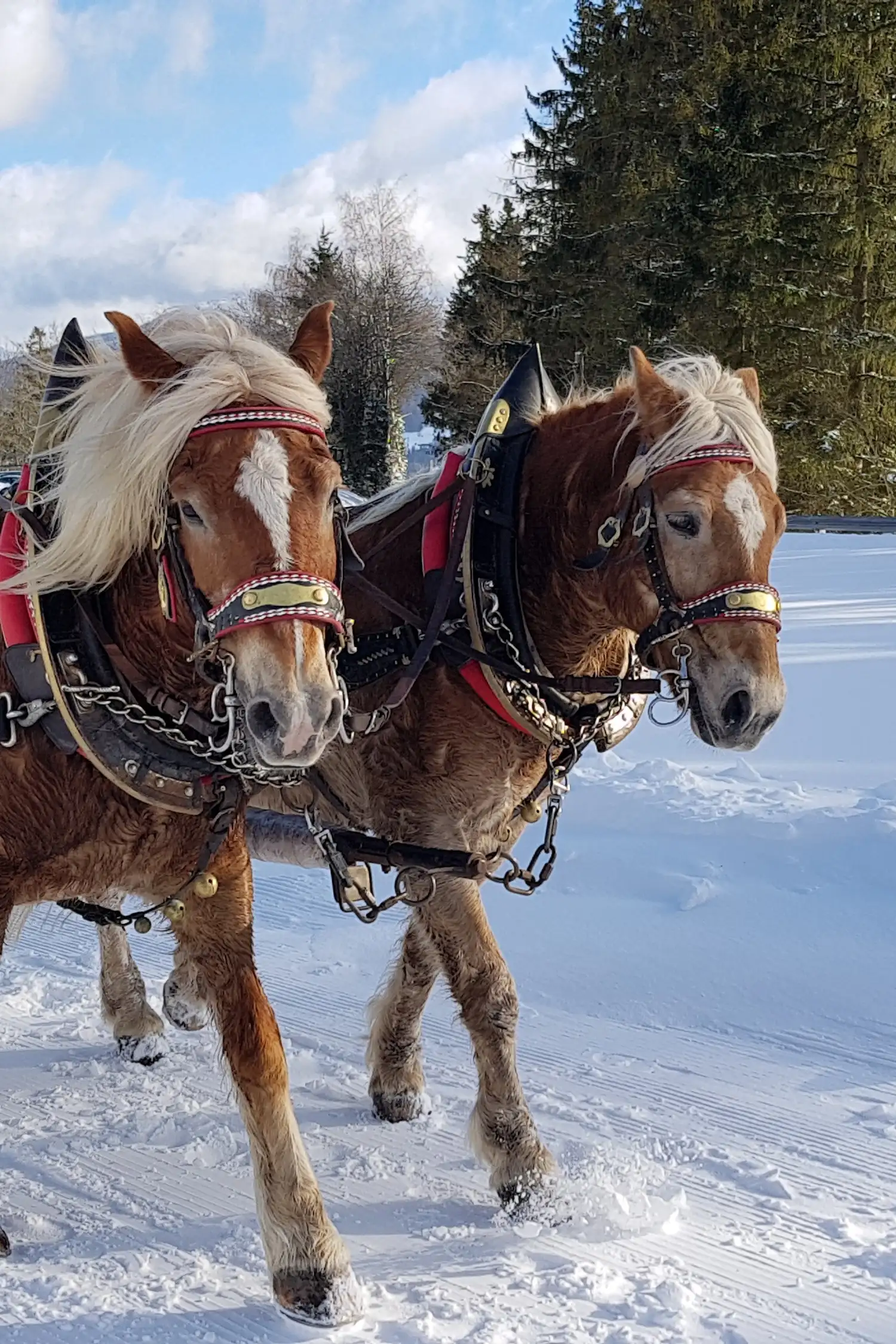 Carriage ride