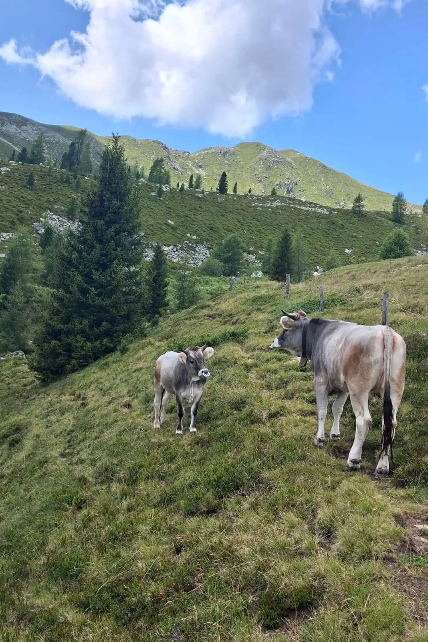 Wanderung | Hoher Mann* 