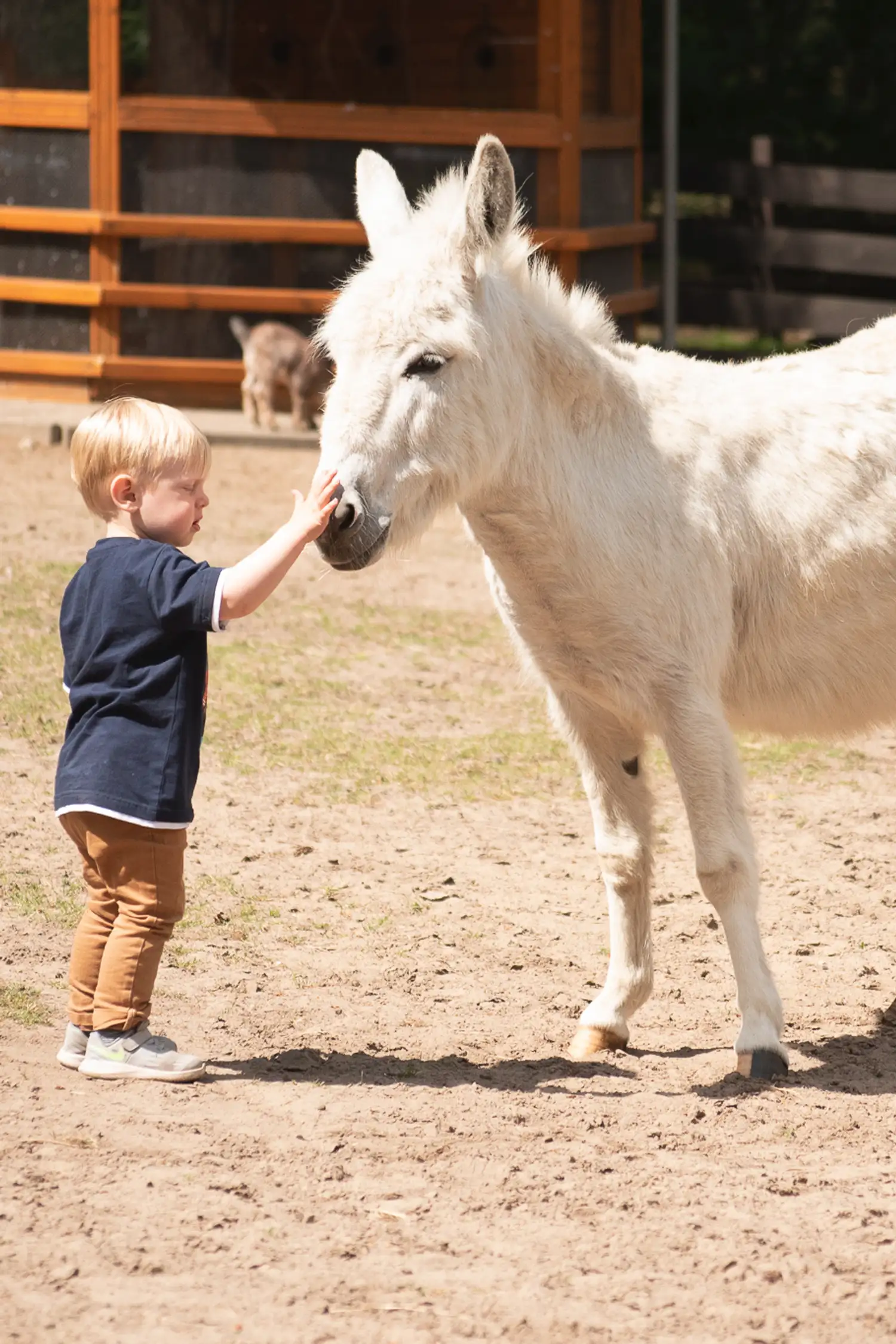 Petting zoo
