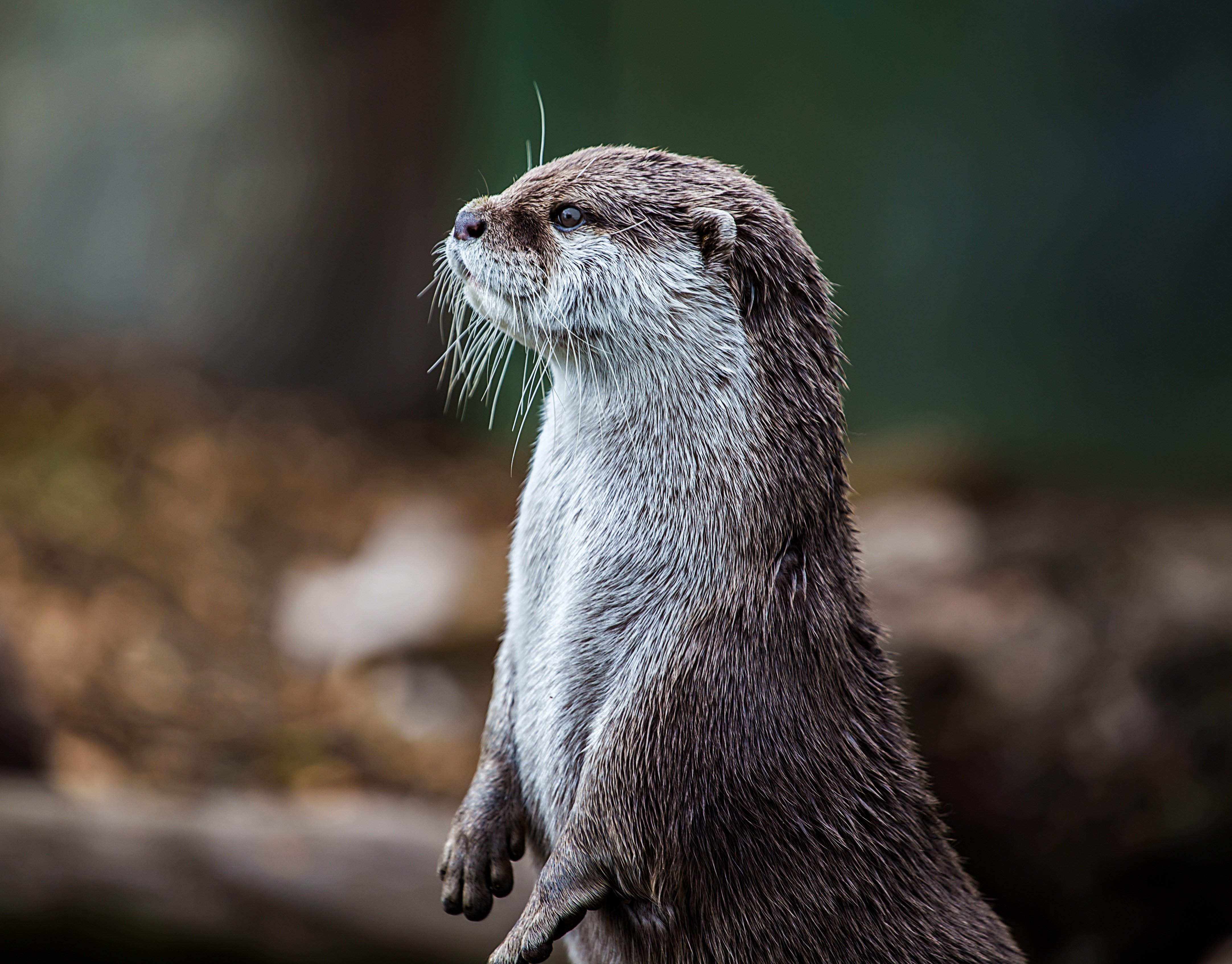 Otter-Zentrum Hankensbüttel – Natur hautnah erleben