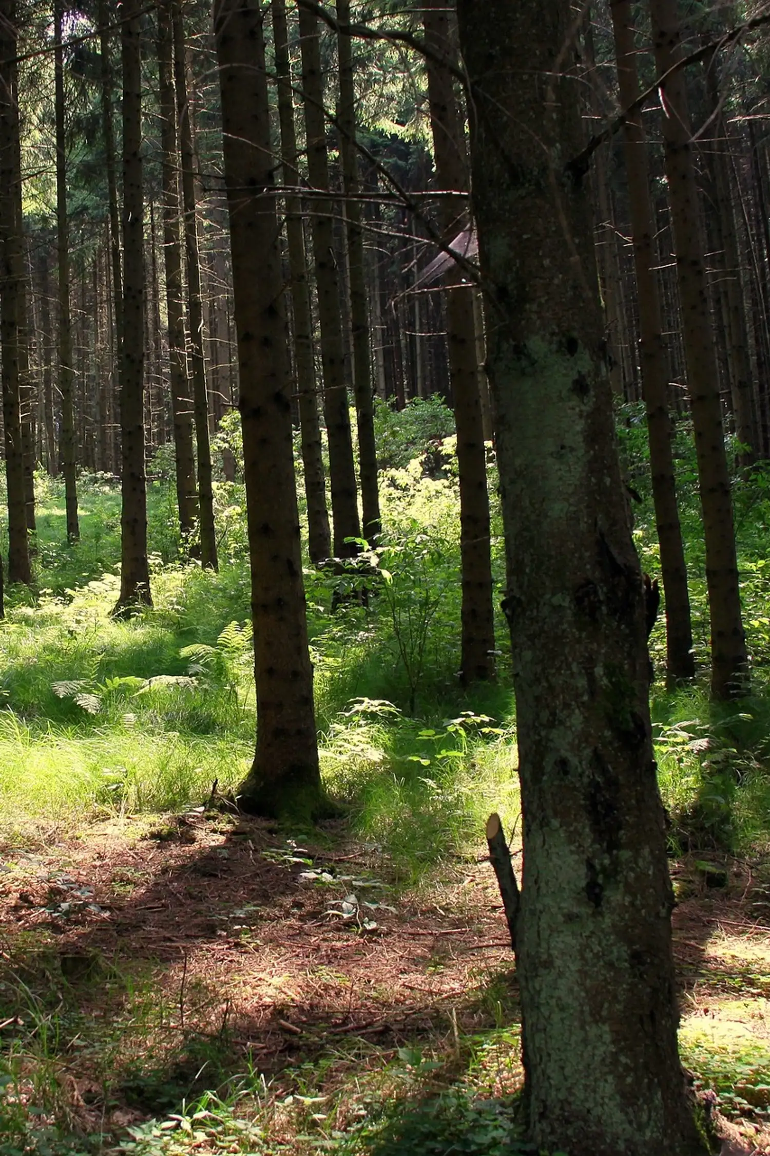 Forest Bathing