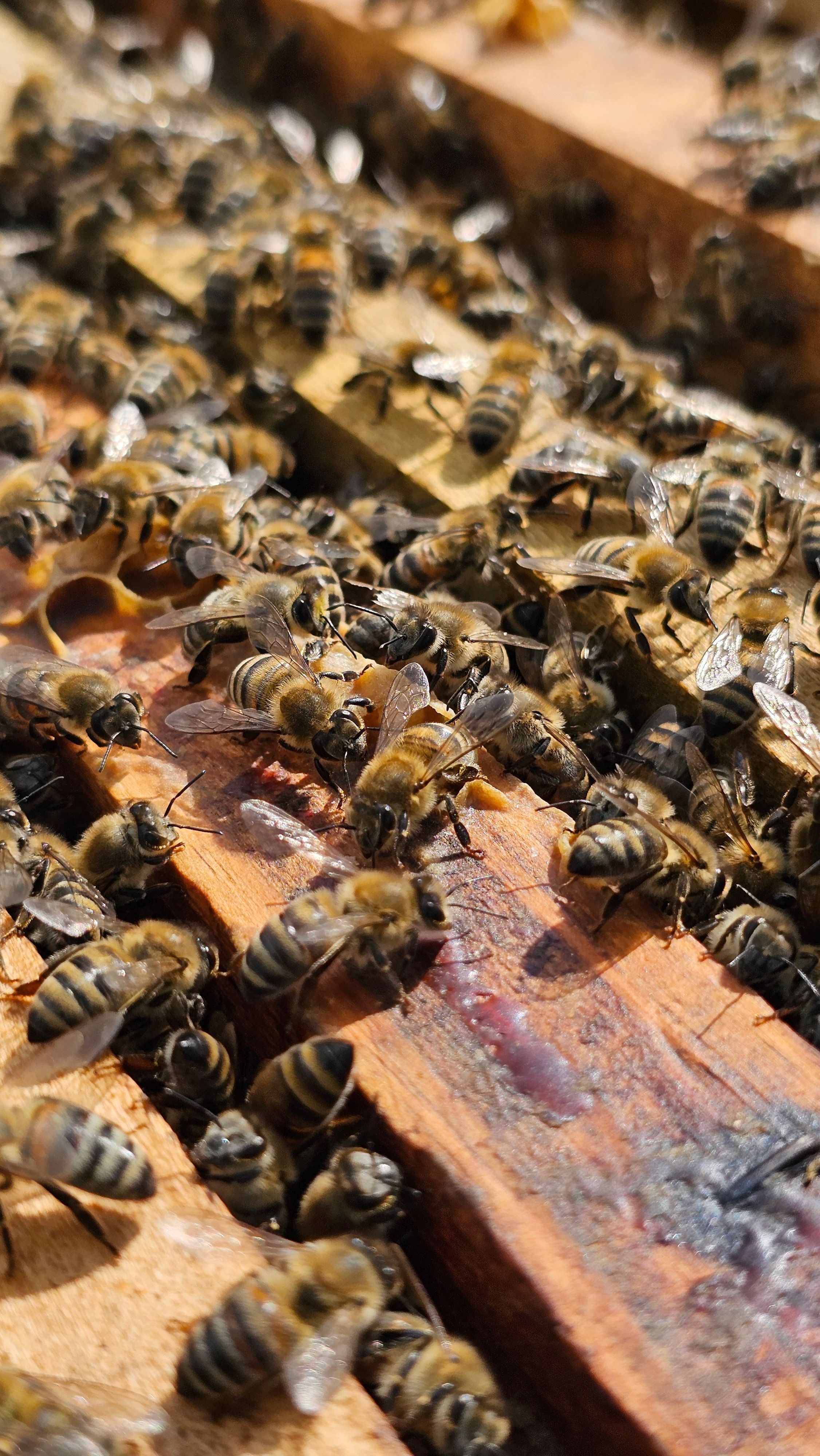 Experience honey. A look behind the scenes at the apiary 