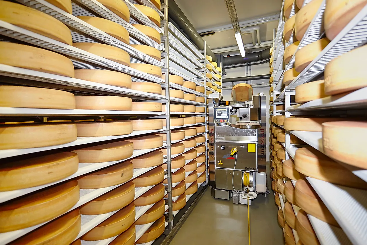 Cheese dairy tour