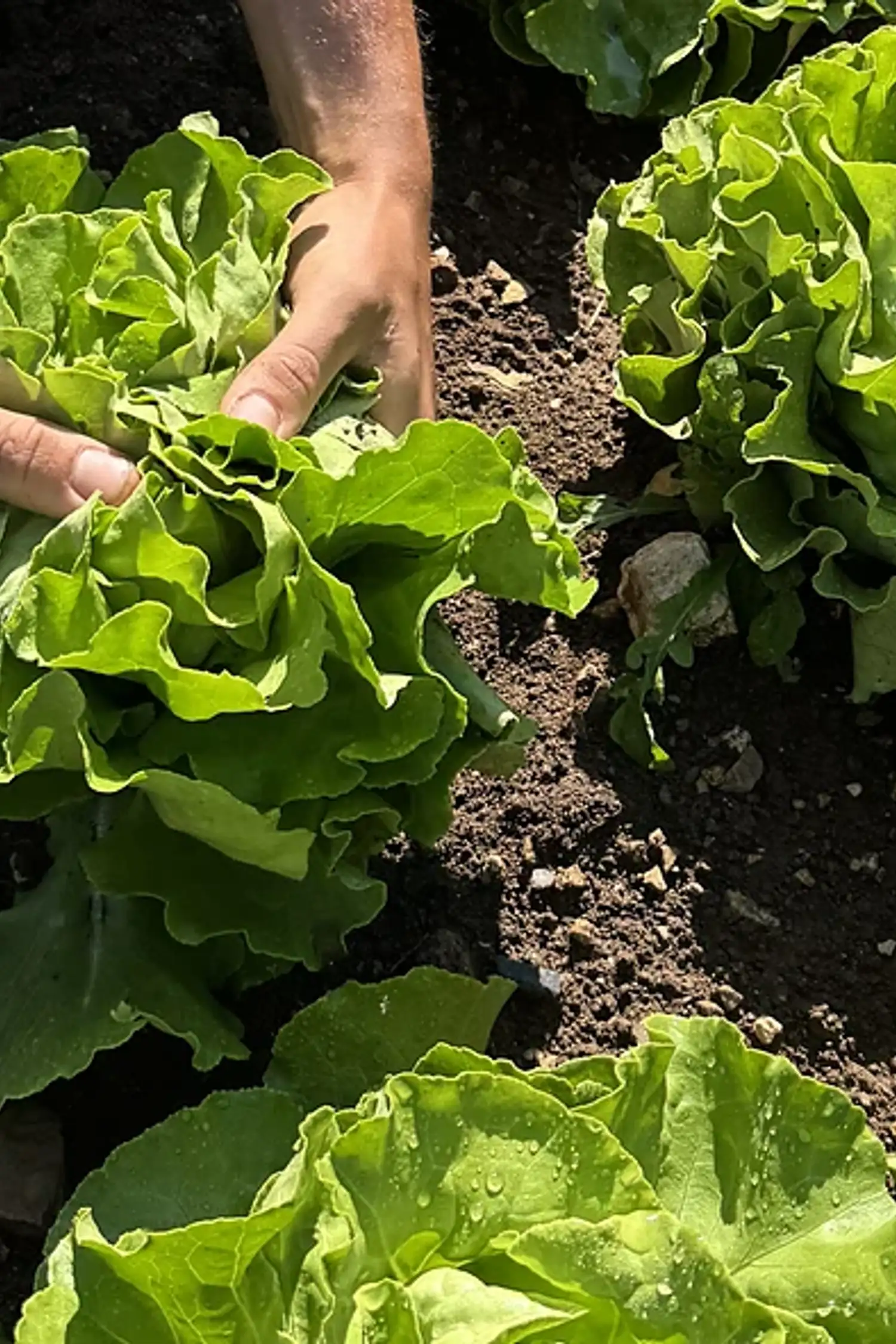 Easy Farming – Wanderung zum Bergler Acker