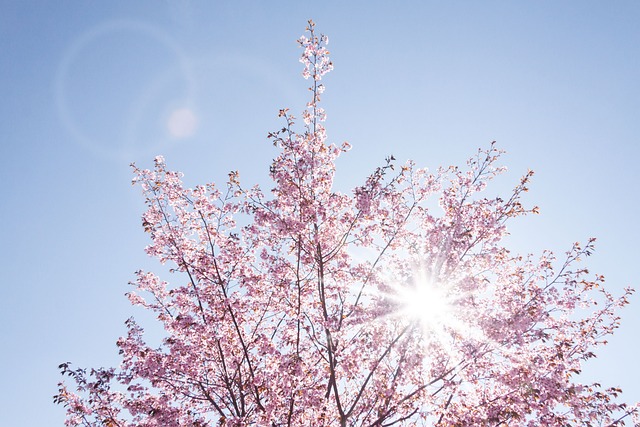 Beauty in spring