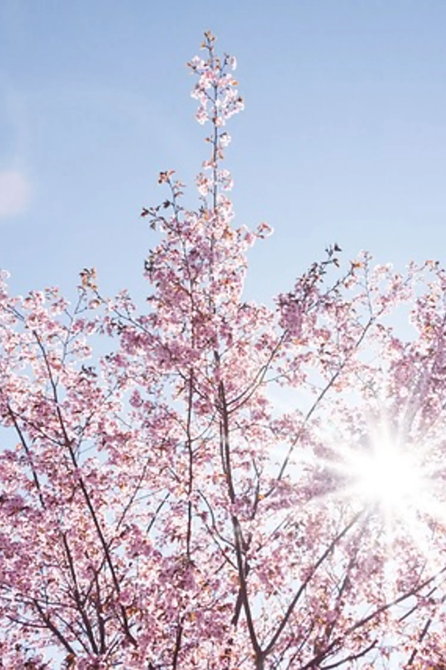 Beauty in spring