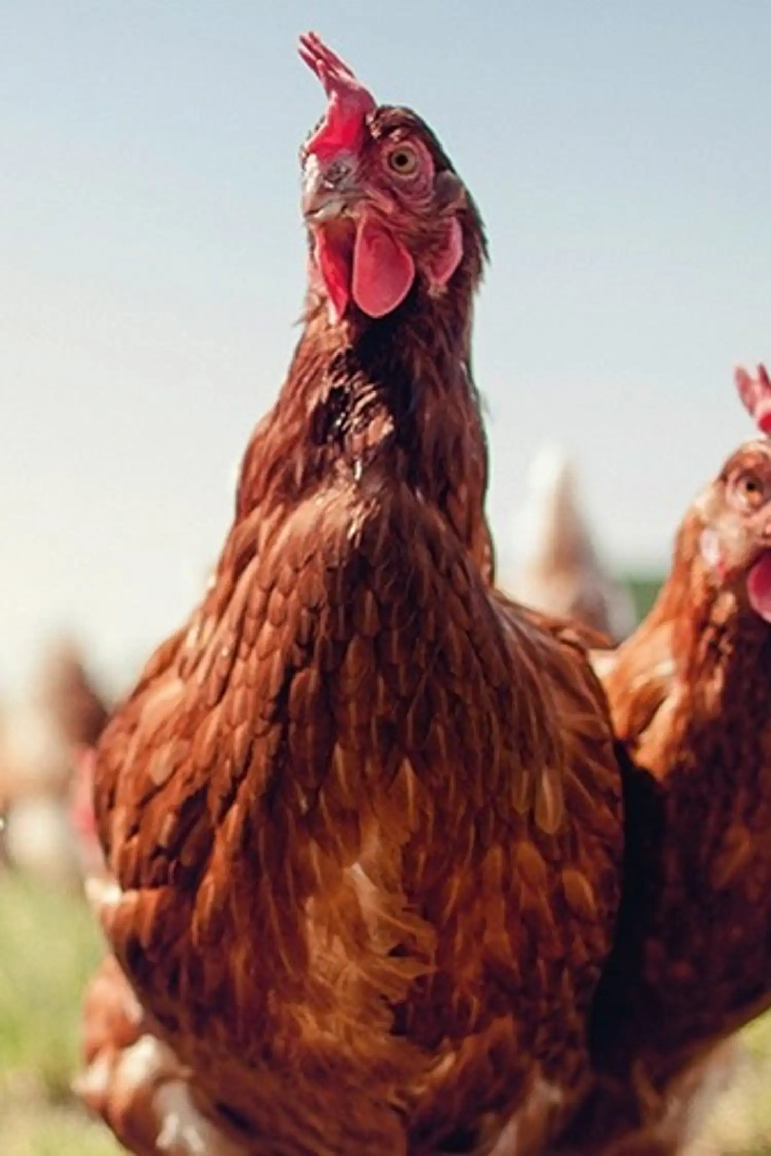 The crazy chicken