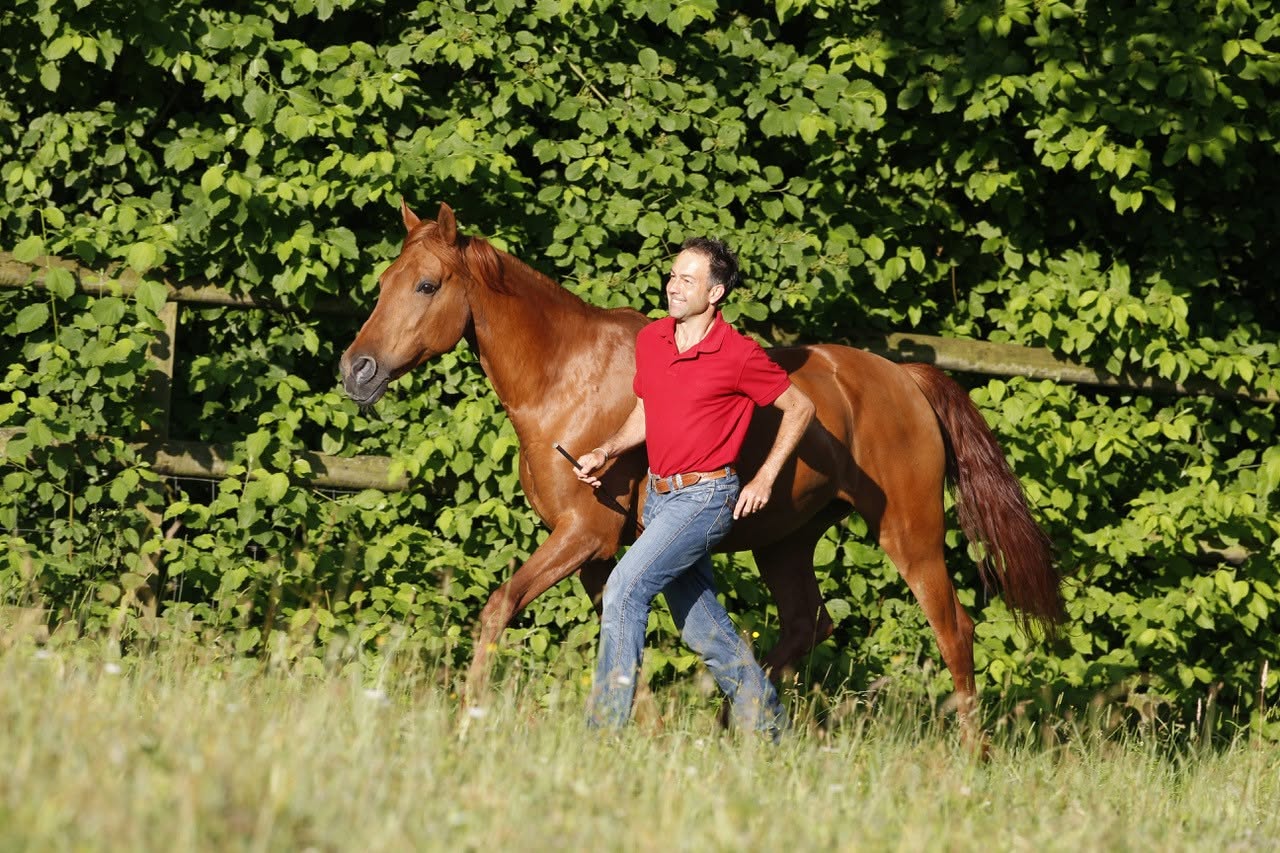 Reitunterricht & Longestunde