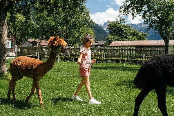 Fun and games at the alpaca farm