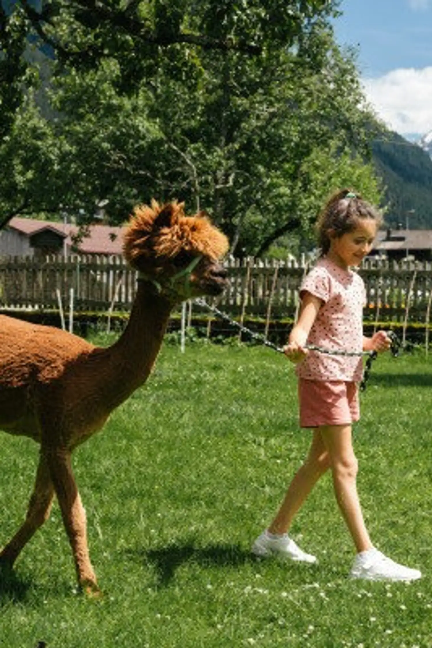Fun and games at the alpaca farm