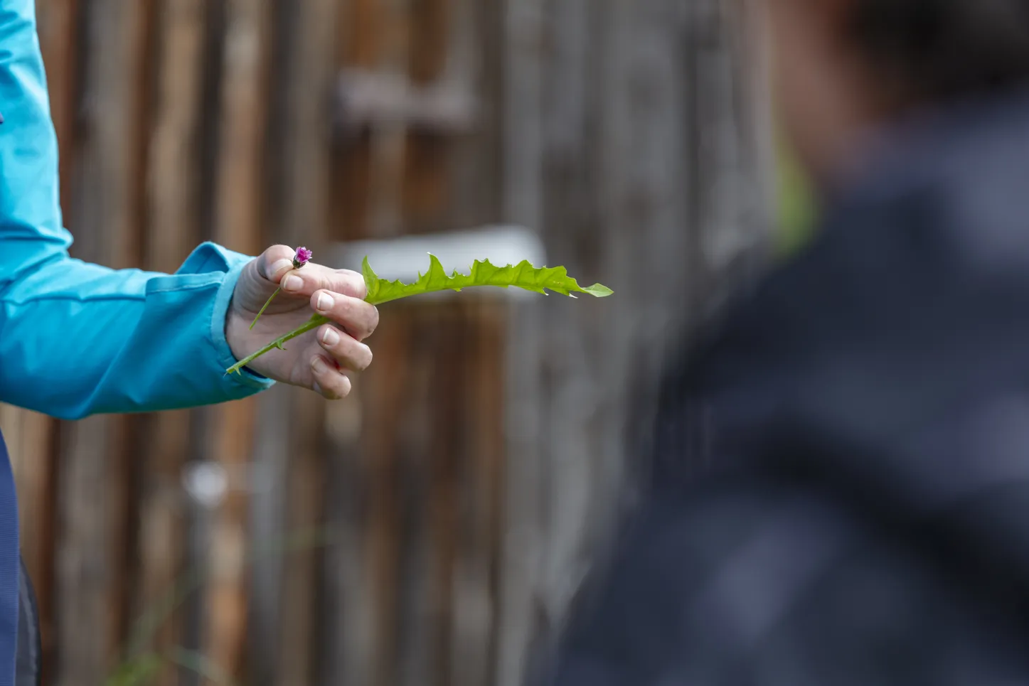 Herb hike with Regina Brauchli