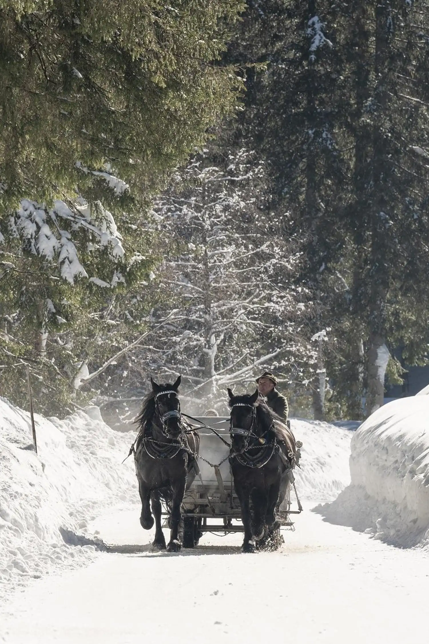 Horse-drawn sleigh ride in Filzmoos