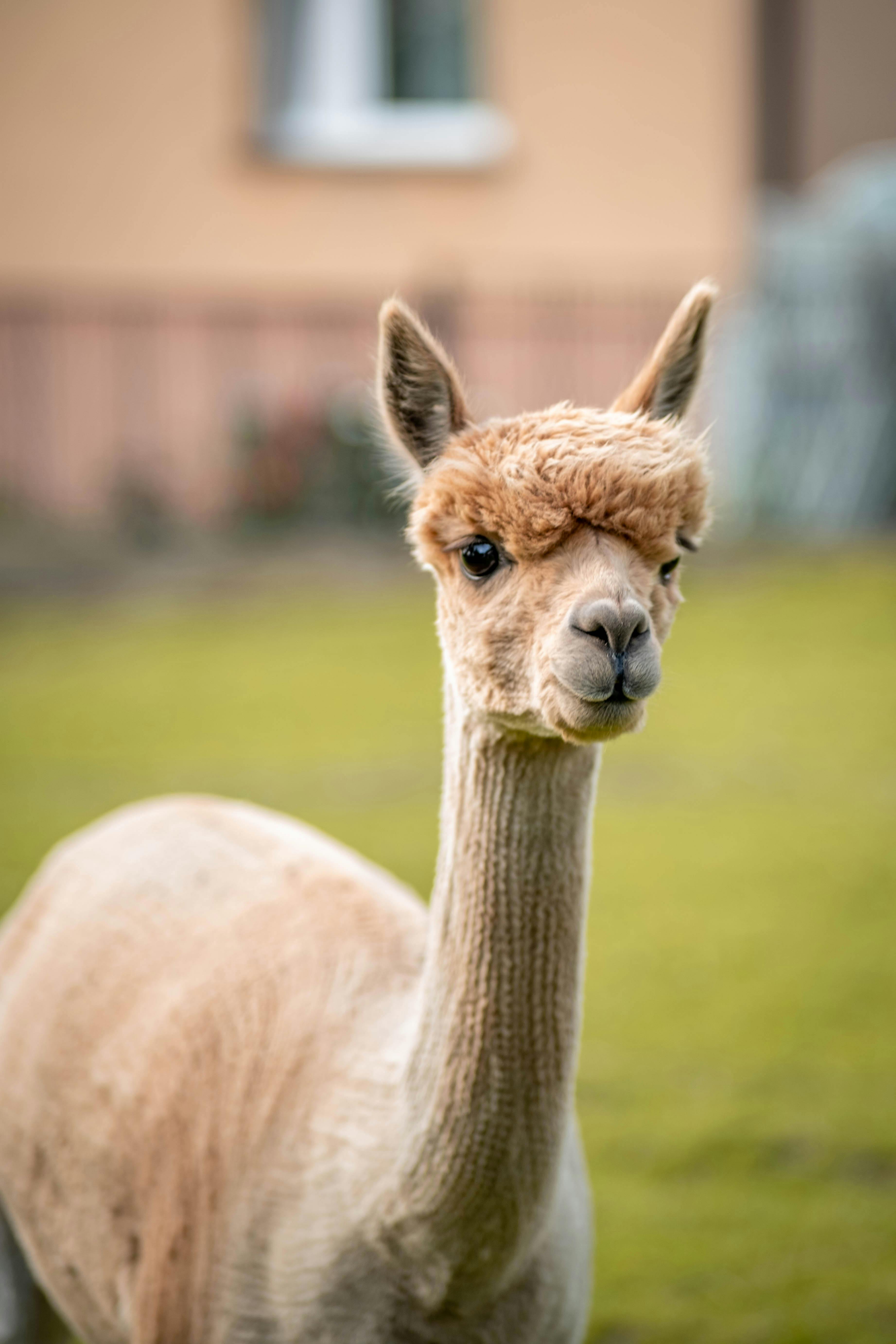 Llama and alpaca hike with Karoline at Freifusshof