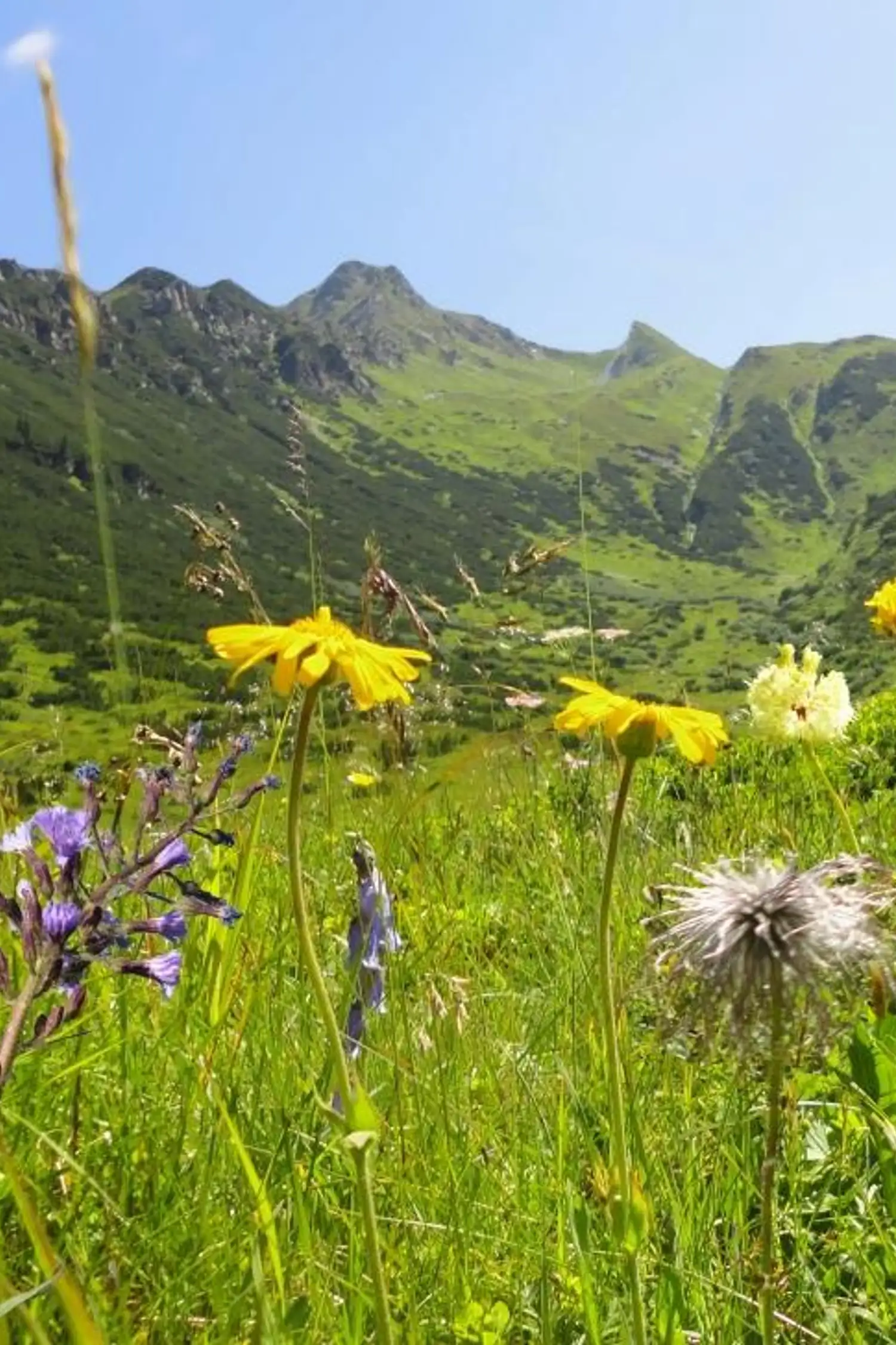 Zum Blumenreich am Kolmhaus