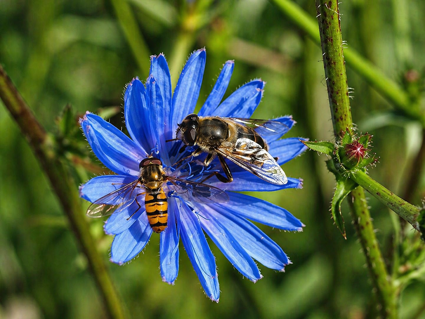 Public guided tour on the bee trail