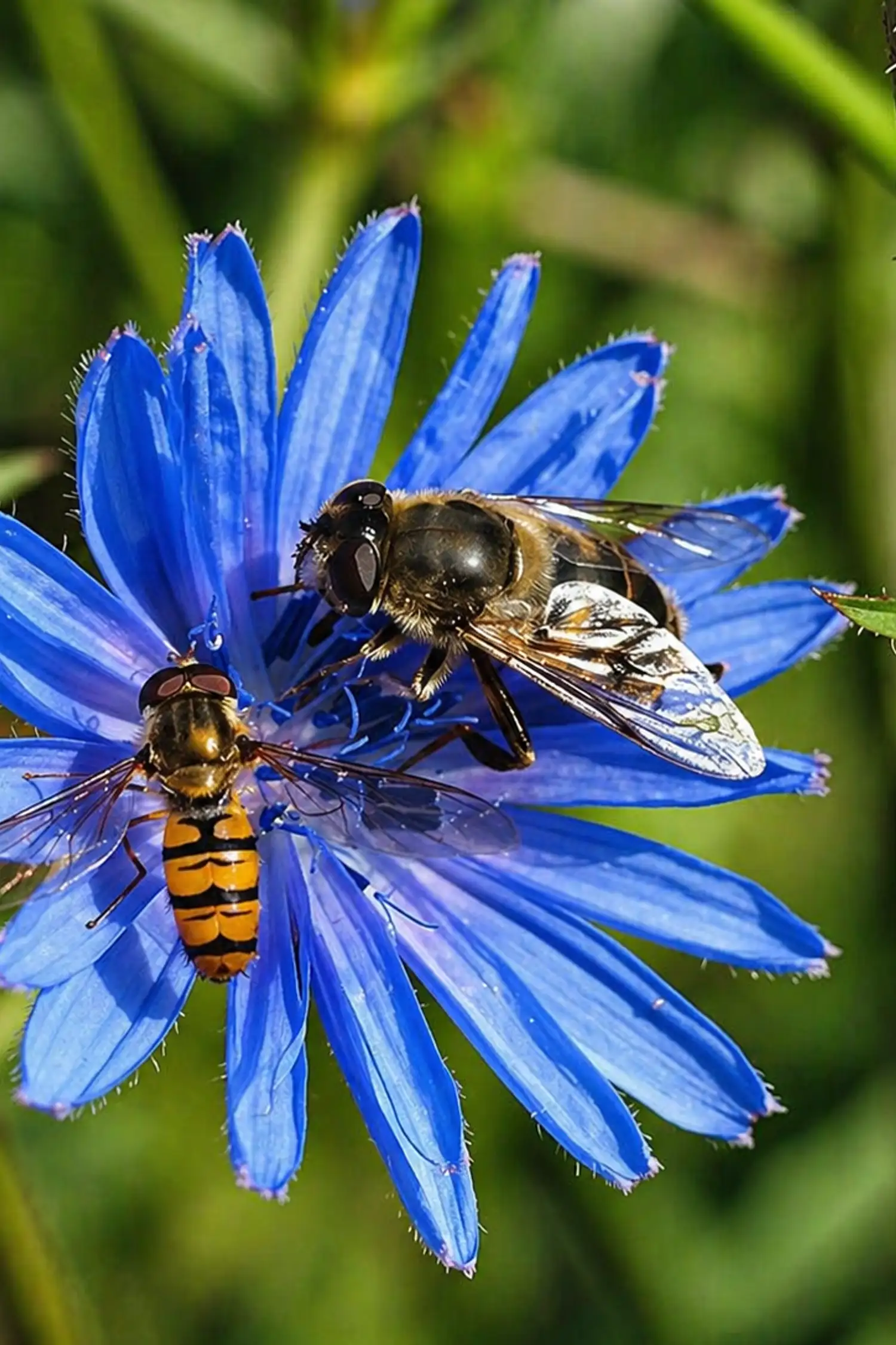 Public guided tour on the bee trail