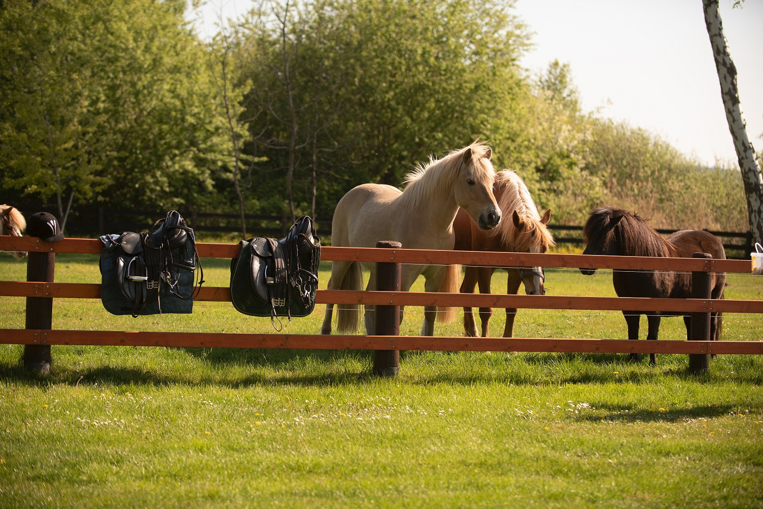 Pony riding