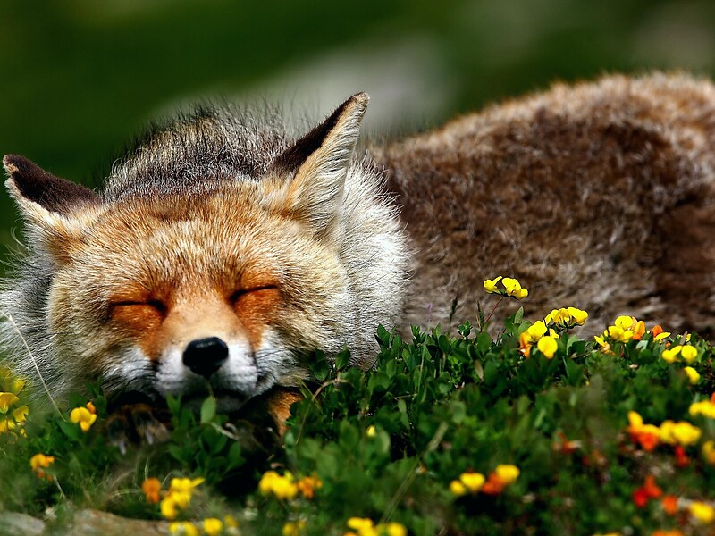 Wildlife Encounters in the Stelvio National Park