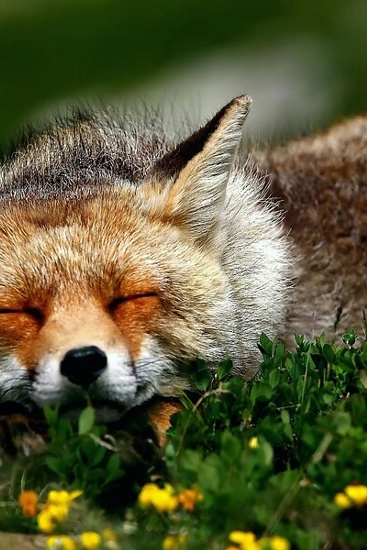 Wildlife Encounters in the Stelvio National Park