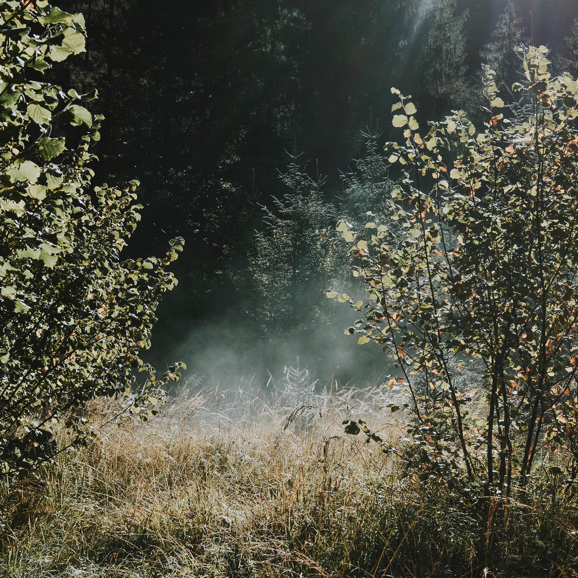 Aufguss: Surprise (80° Sauna) 