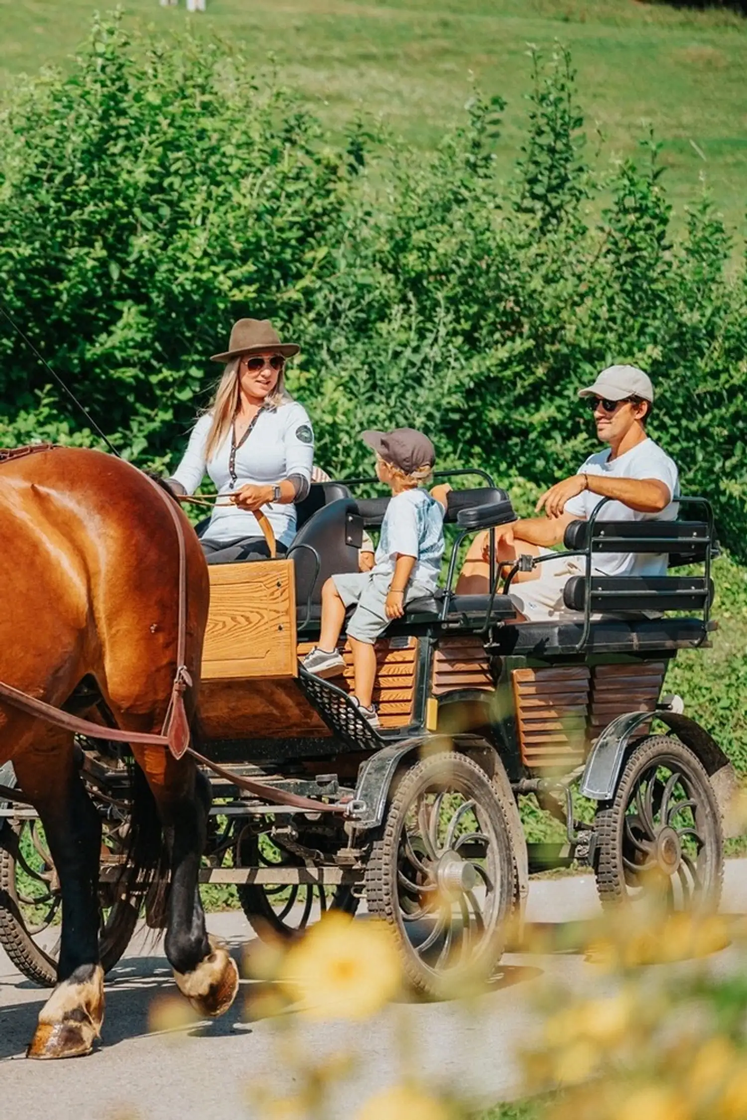 Horse-drawn carriage ride