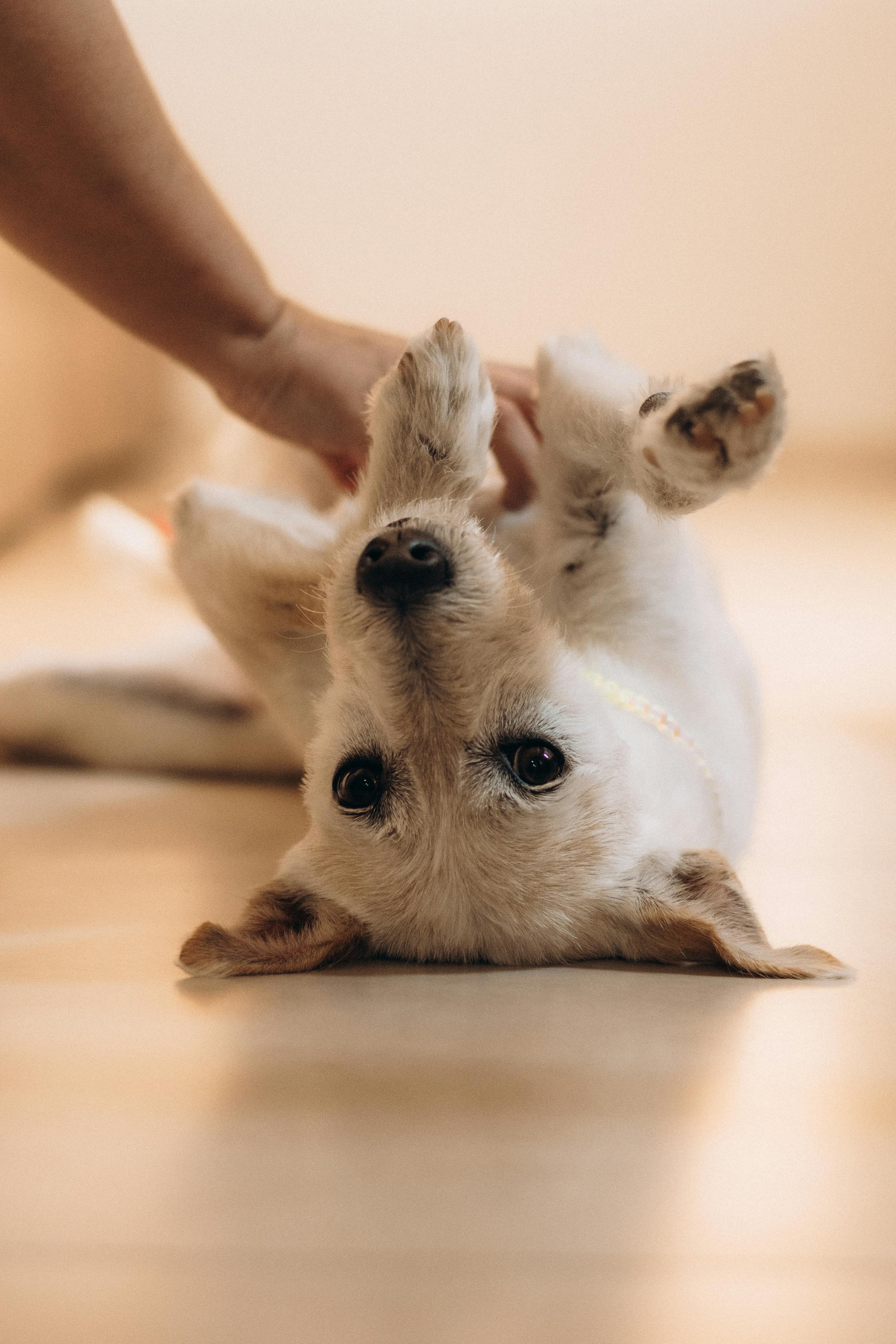 Wellness for the dog