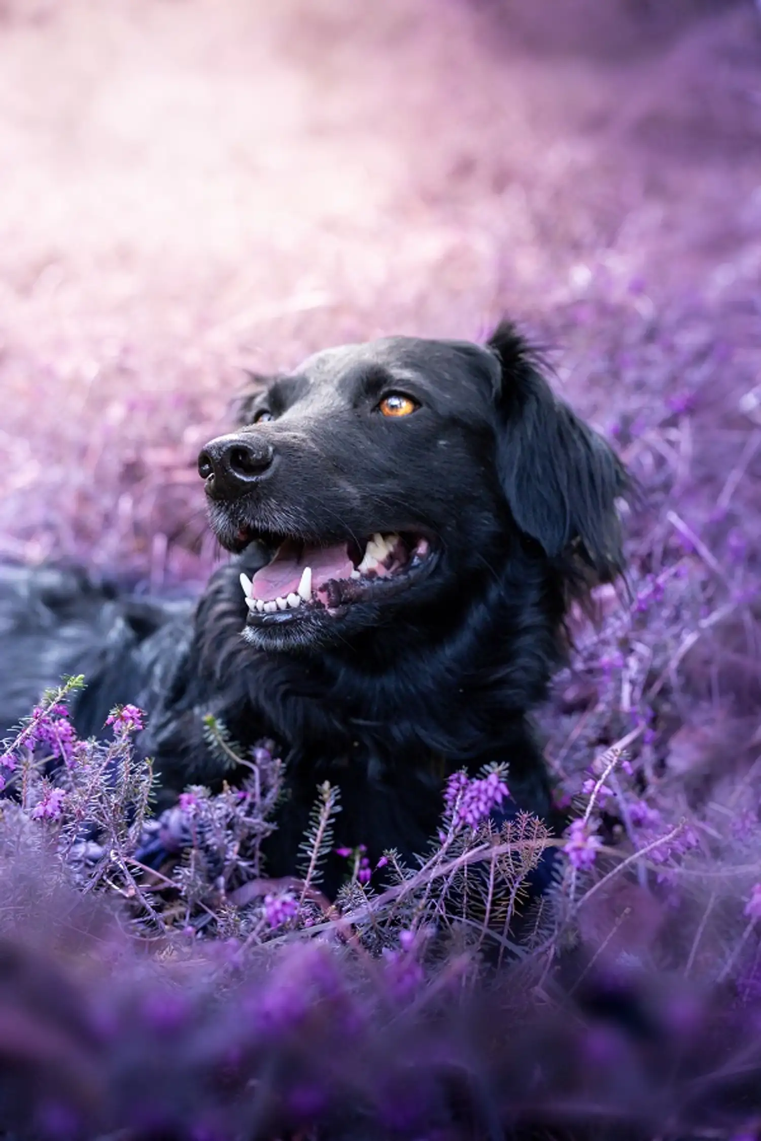 Fotoshooting mit deinem Vierbeiner