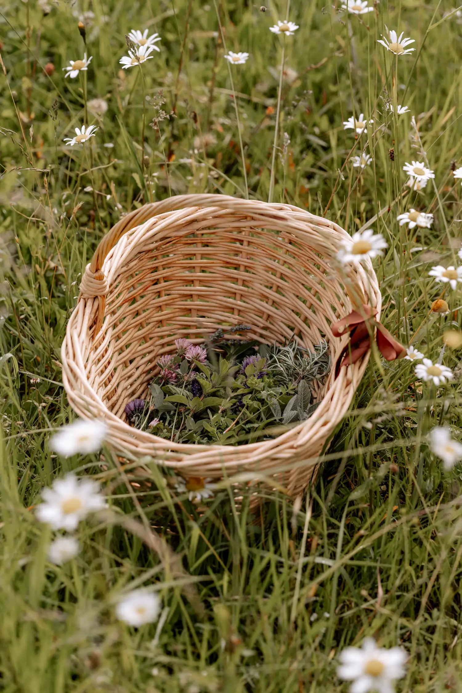 The mysterious power of wild herbs