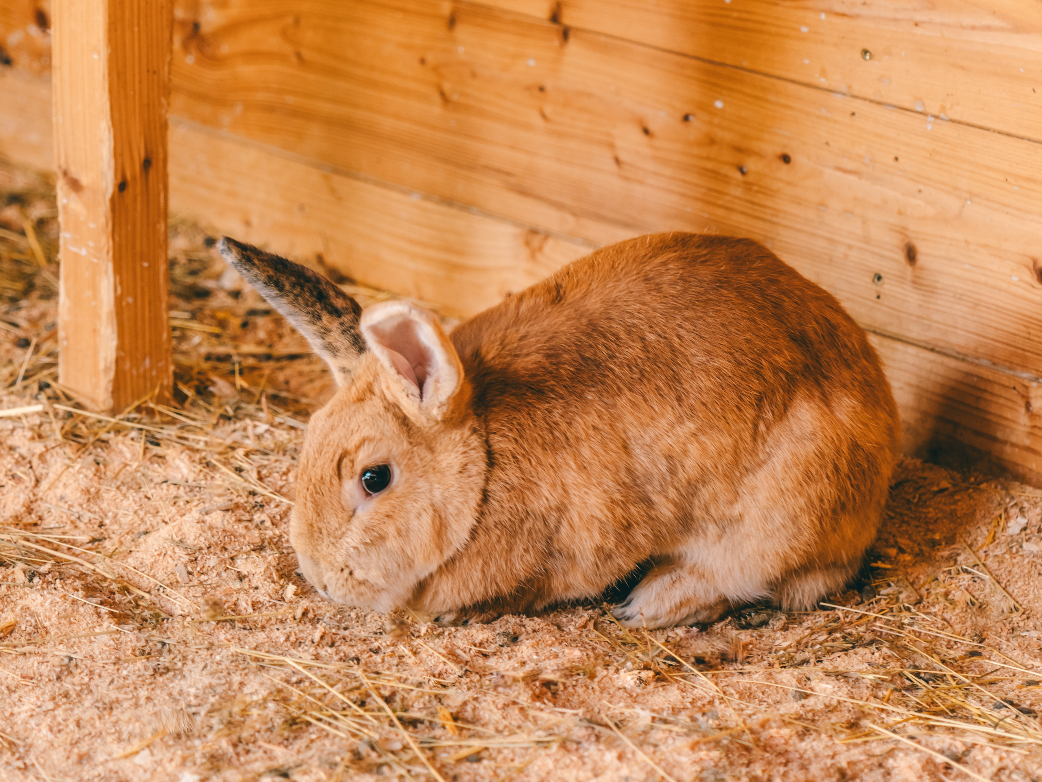 Gathering rabbit food