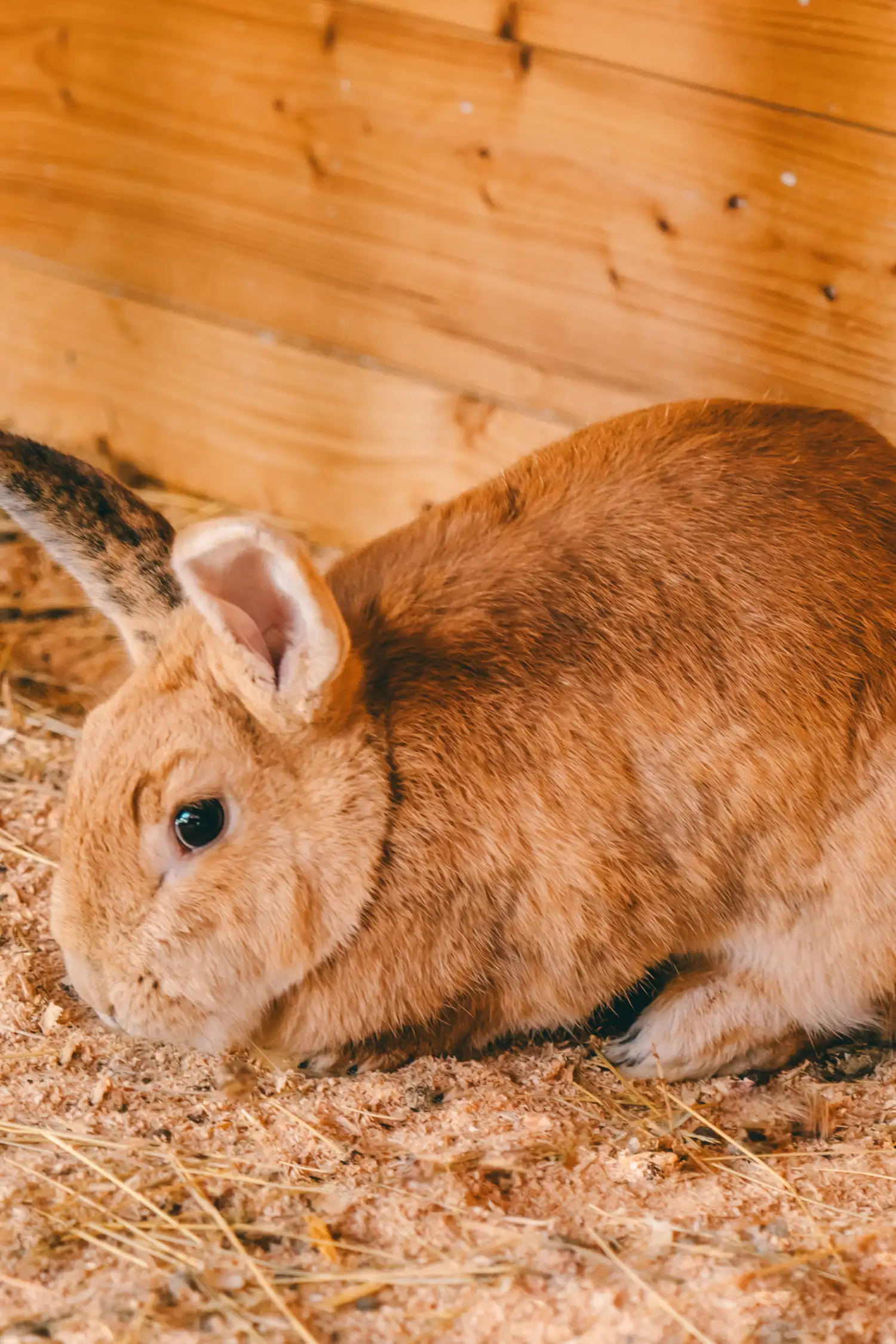 Gathering rabbit food