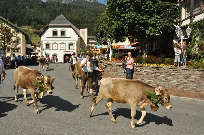 Alpine cattle drive in Fulpmes 