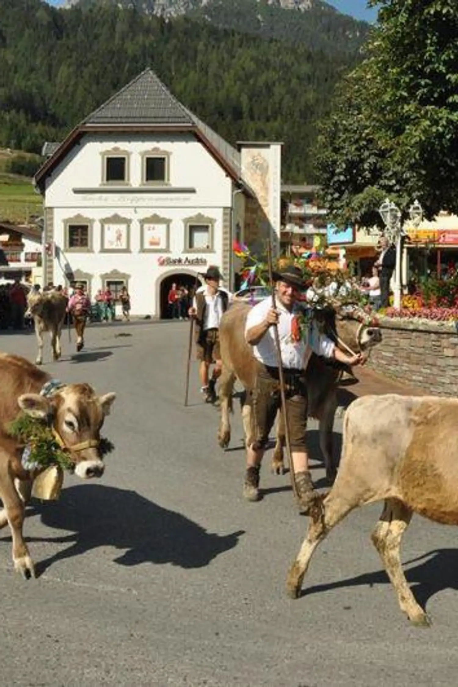 Alpine cattle drive in Fulpmes