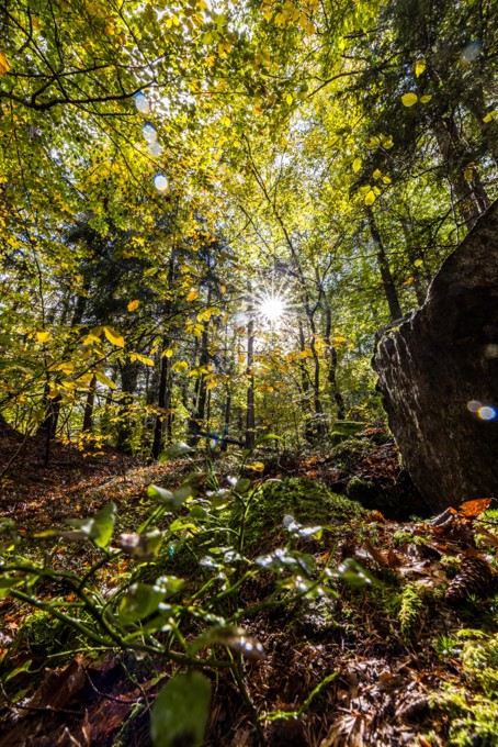 Herbstwanderung Naturjuwel Glocke & Wasserfall Leonhard-Stock-Weg mit Nili 