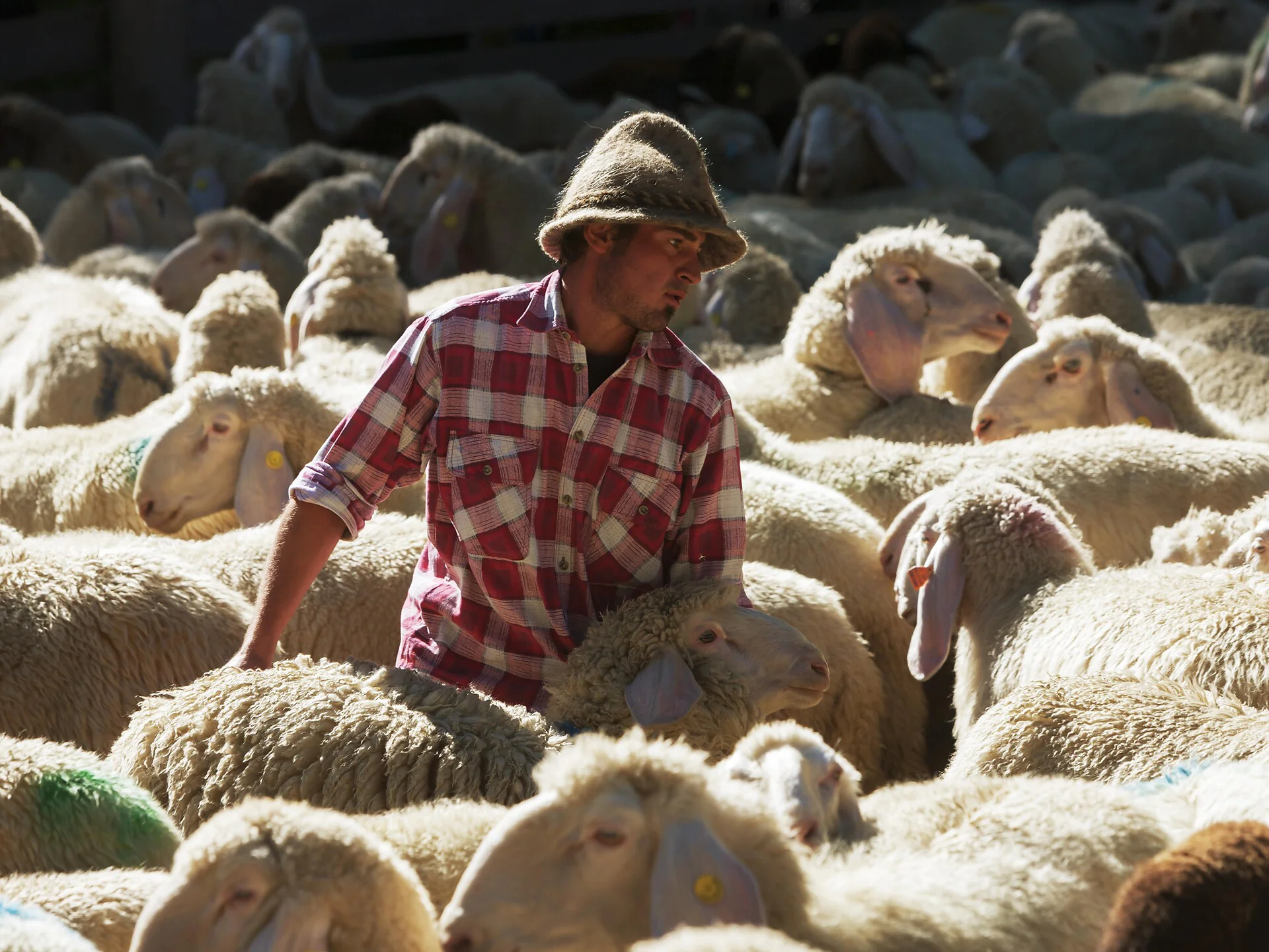 Langtaufers Sheep and Goat Festival