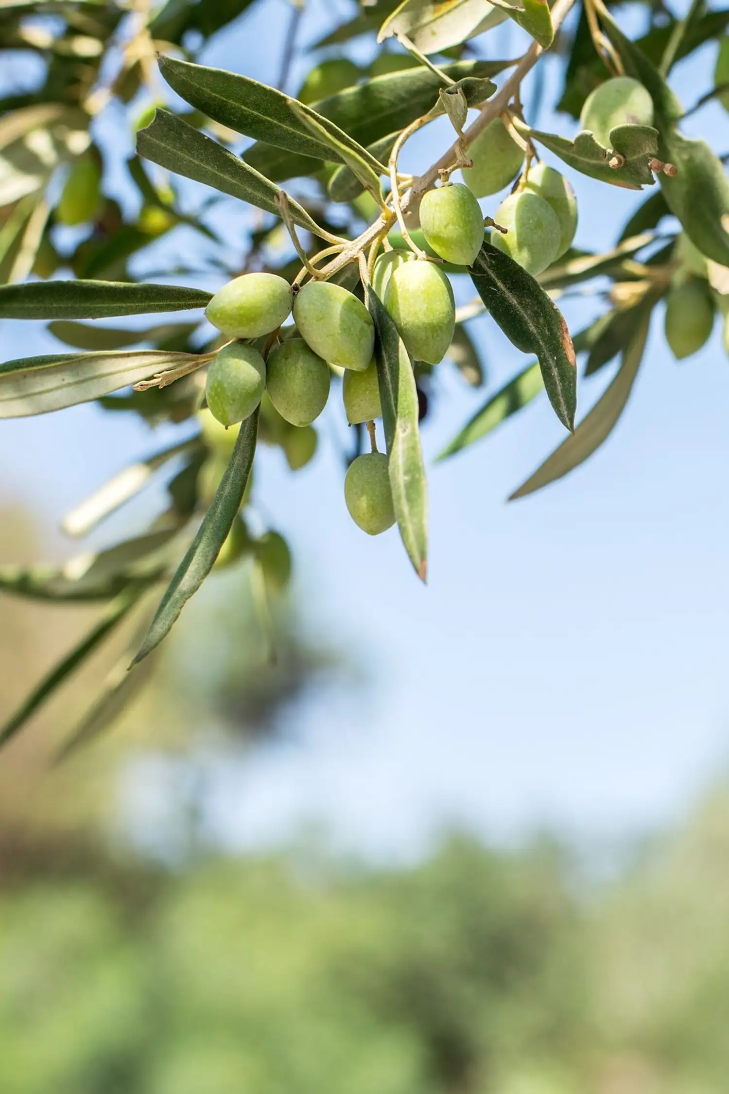 Olive Oil Tasting with Your Host, Andreas Tschöll