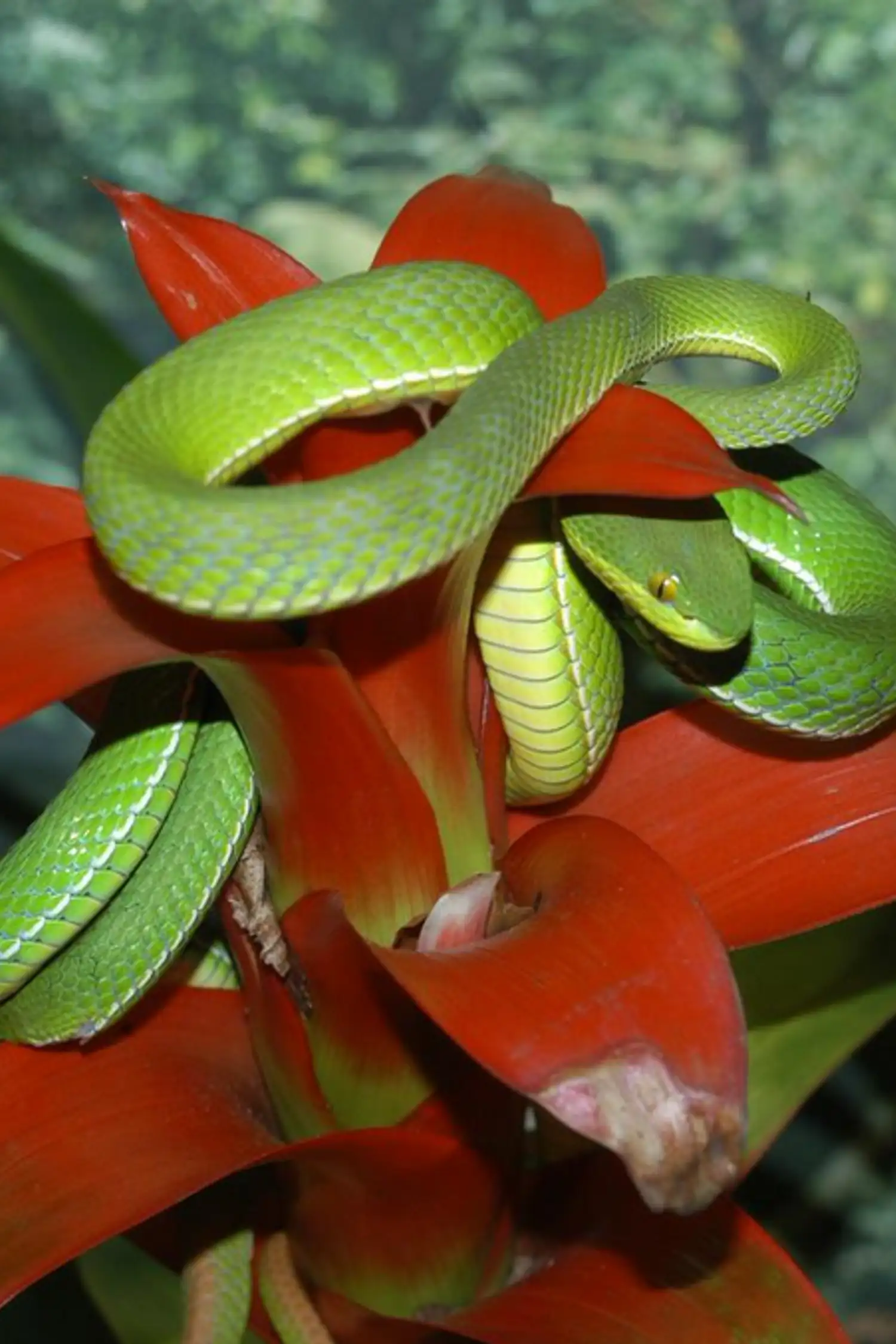 Happ Reptile Zoo