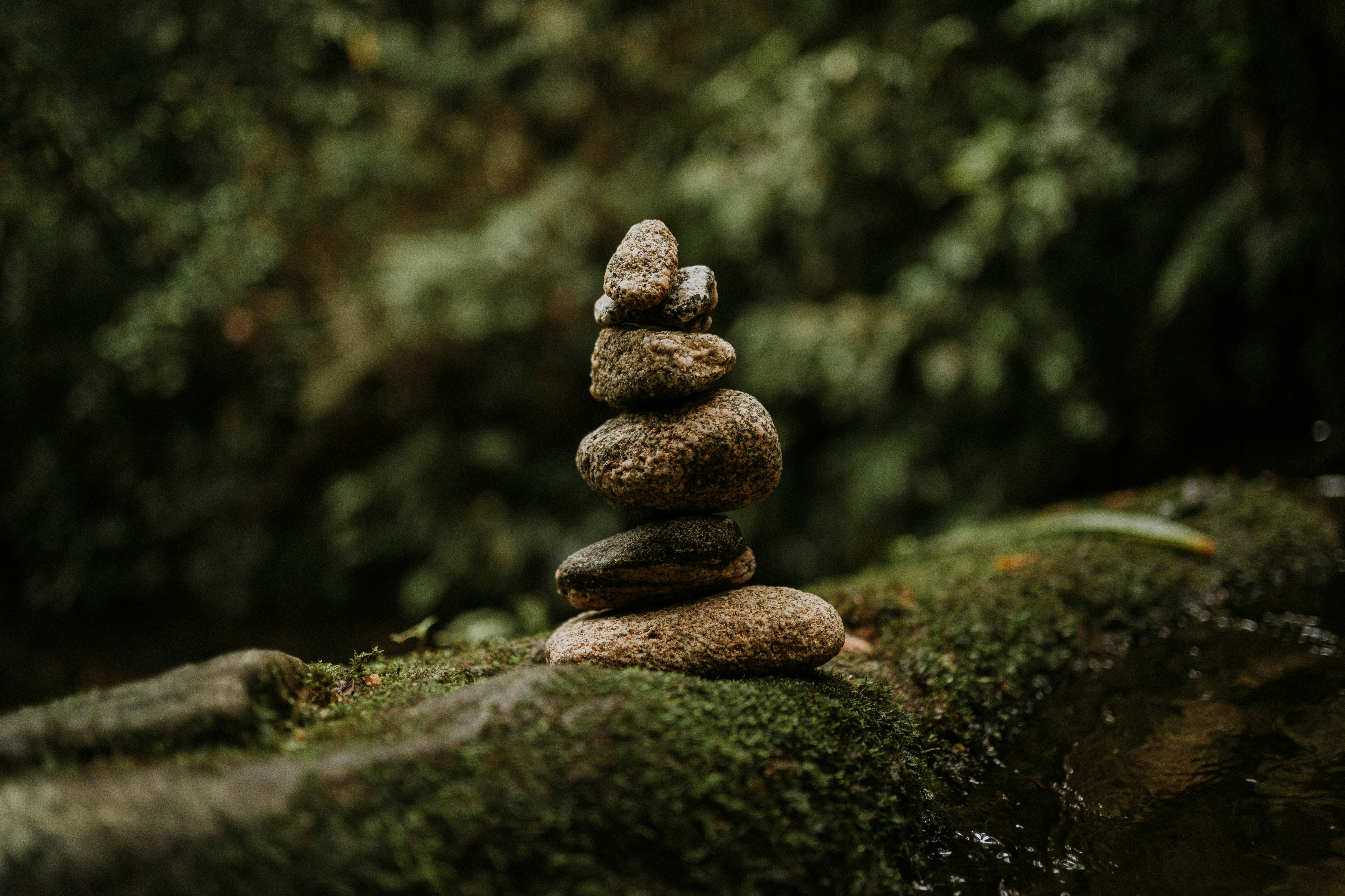 20.- 22.11.2026 Retreat - Meditation, Achtsamkeit & Waldbaden