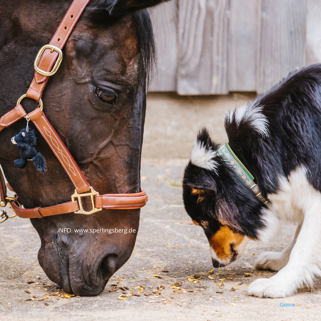 A Project Close to Our Hearts for Our Furry Friends and People