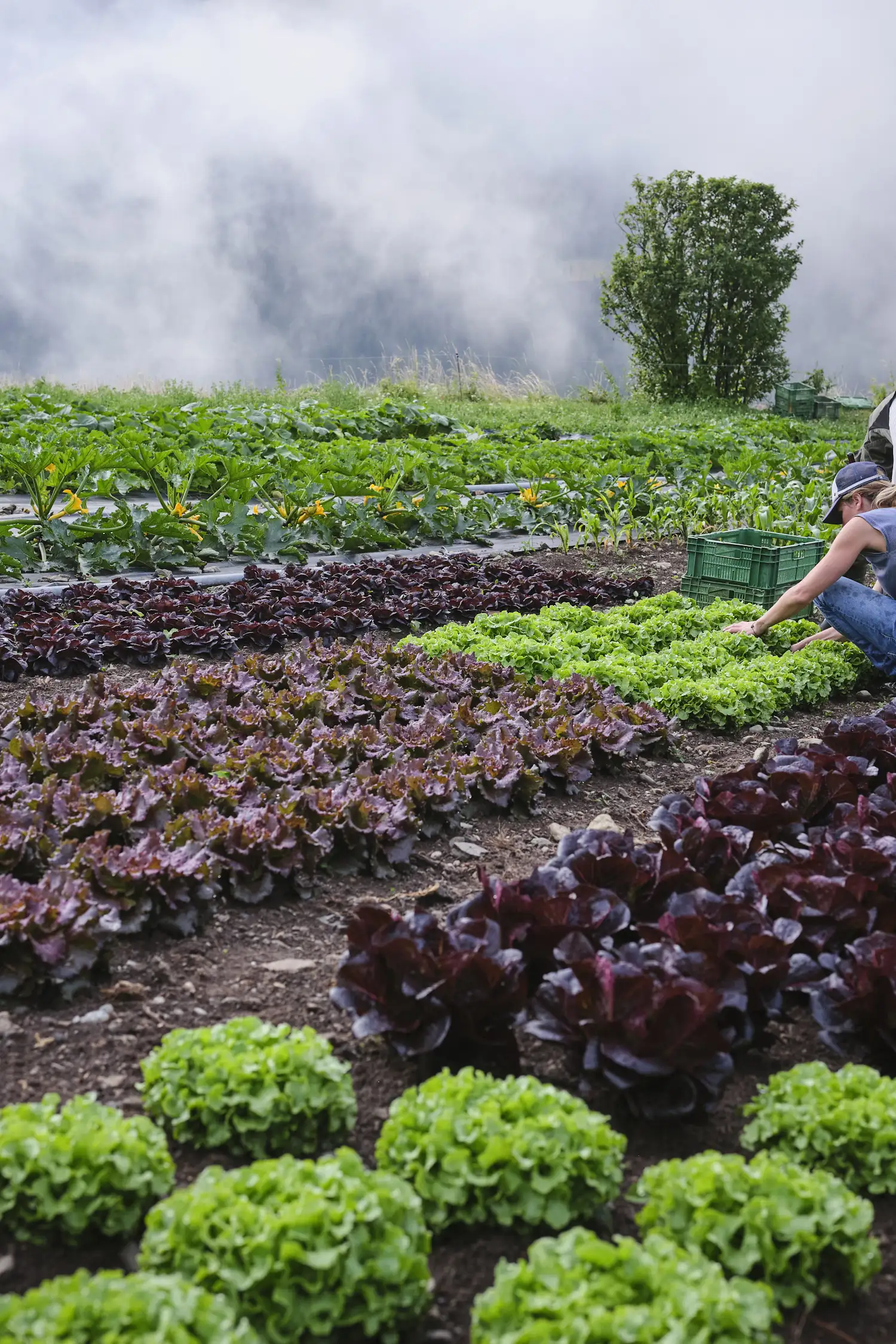 FARM VISIT: Chavalatsch, Scuol