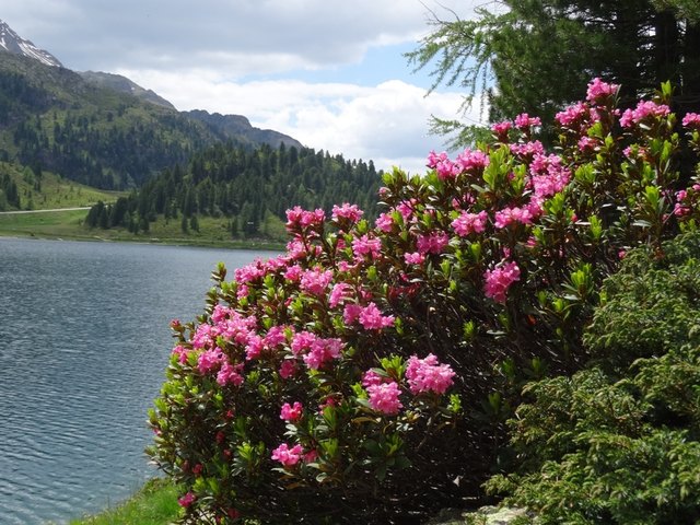 Alpine Rose Blossoms at Staller Sattel - Circular Hike